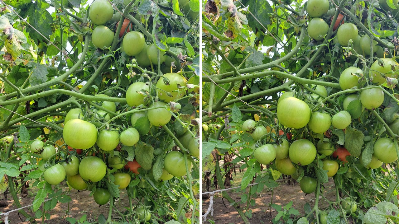 রাসায়নিকের ব্যবহার কমিয়ে বিষমুক্ত সবজি উৎপাদন