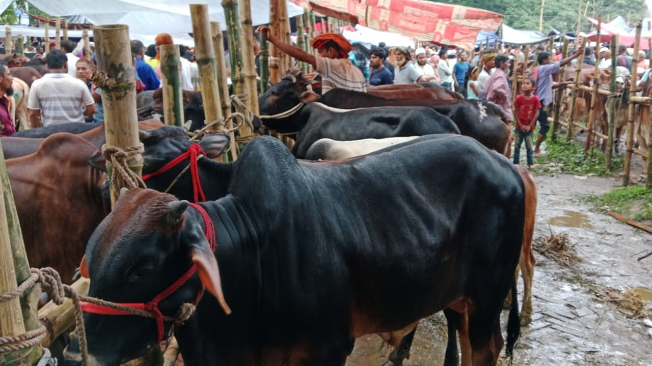 সদরপুরে জমে উঠেছে হাট, ক্রেতা সংকটে হতাশ খামারিরা