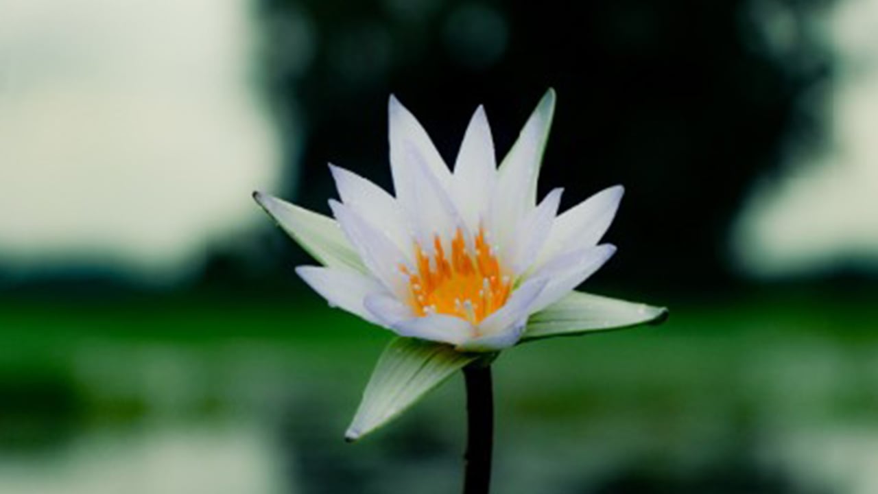 হিযড
