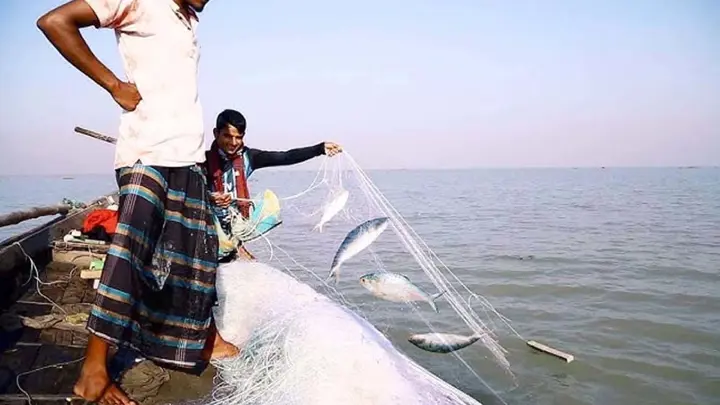 মধ্যরাত থেকে জাটকা আহরণে ৮ মাসের নিষেধাজ্ঞা শুরু