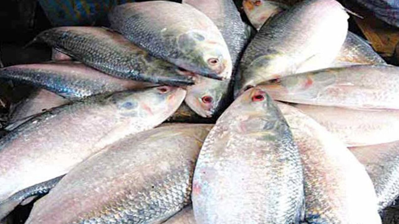 কৃত্রিম পদ্ধতিতে ইলিশ চাষে সরকারের অনুমোদন নেই