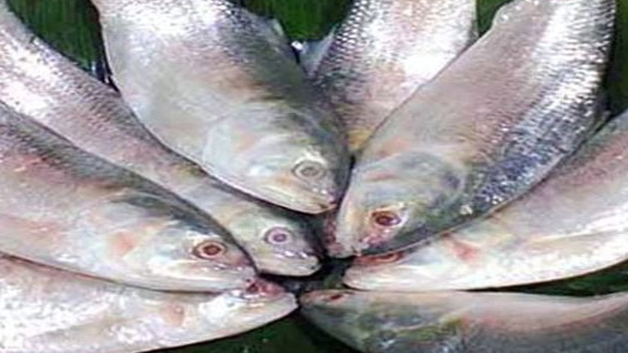 ইলিশের উৎপাদন কমছে, বাড়ছে দাম