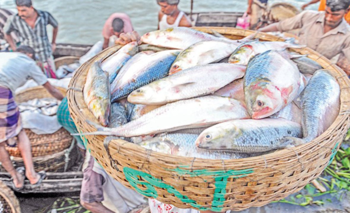 বাজারে ইলিশের দাম নিম্নমুখী, বেড়েছে বিক্রি