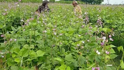 সার সংকটে আগাম শিম চাষে লোকসানের শঙ্কা