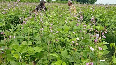 সার সংকটে আগাম শিম চাষে লোকসানের শঙ্কা