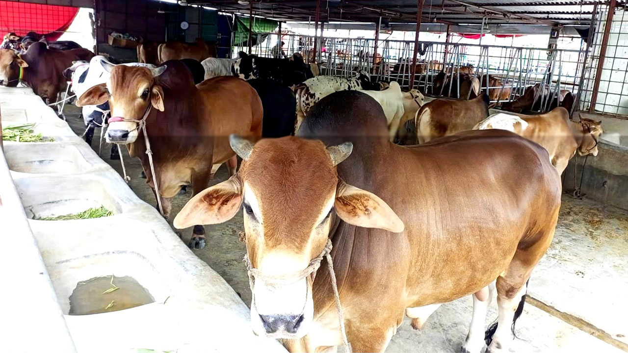 হাটে পর্যাপ্ত গরু থাকলেও খামারি ও ব্যবসায়ীরা হতাশ