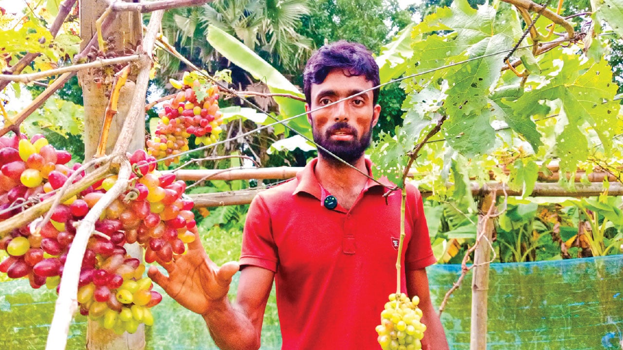ইউটিউব দেখে আঙুর চাষে ভাগ্যবদল বাবর শেখের