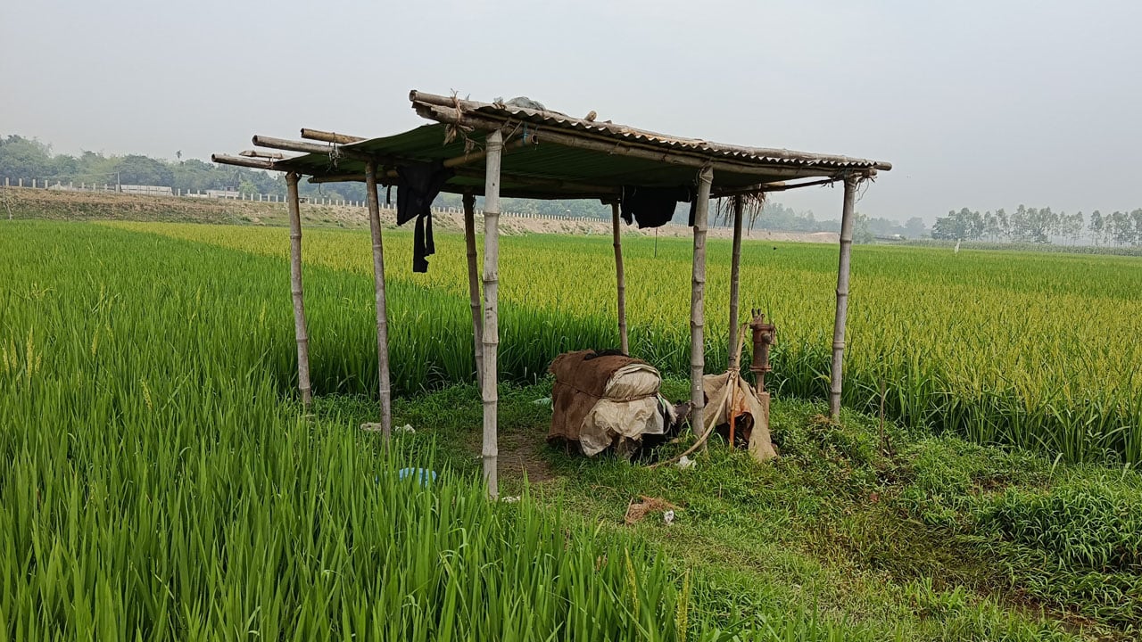 অচল ২৮ হাজার সেচপাম্প, ঝুঁকিতে ৫০ হাজার হেক্টর বোরো আবাদ