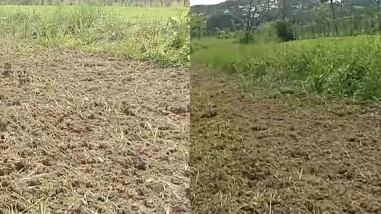 ট্রাক্টর চালিয়ে আখক্ষেত নষ্টের অভিযোগ, তিনজনের বিরুদ্ধে মামলা