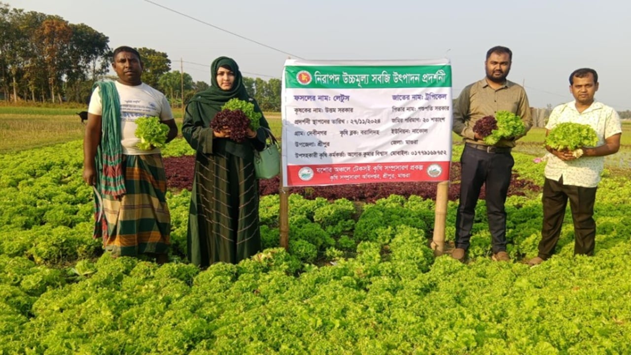 মাগুরার শ্রীপুরে জিরা চাষে সফল হতে আগ্রহী কৃষক