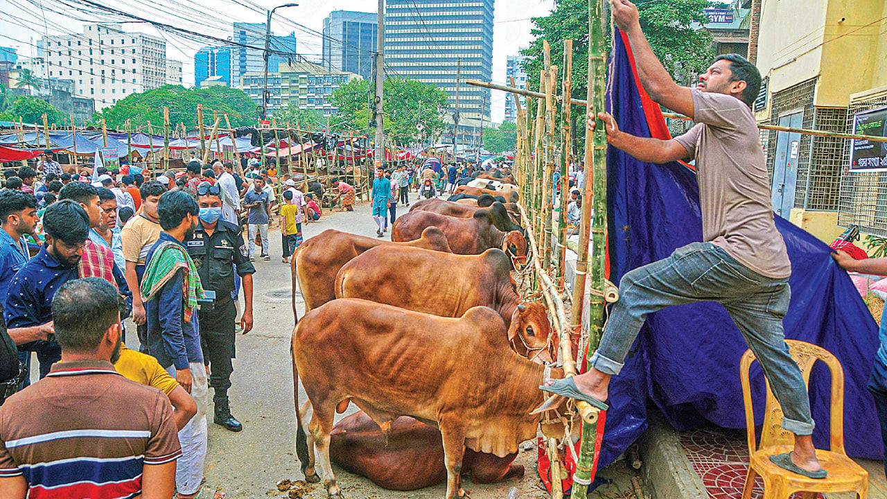 জমে উঠছে কোরবানির পশুর হাট, খাদ্য-পরিবহনে বাড়তি খরচ