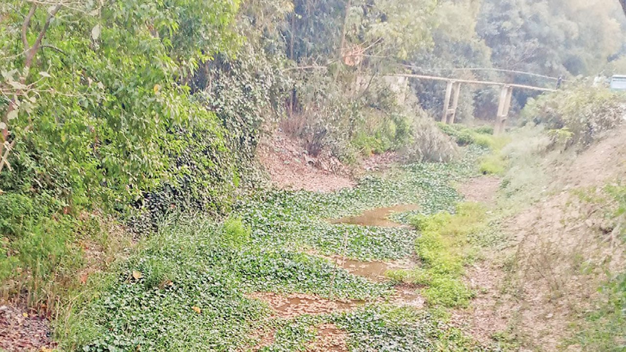 শাহগলী-কোদালী খাল শুকিয়ে যাওয়ায় বিপন্ন কৃষি ও পরিবেশ