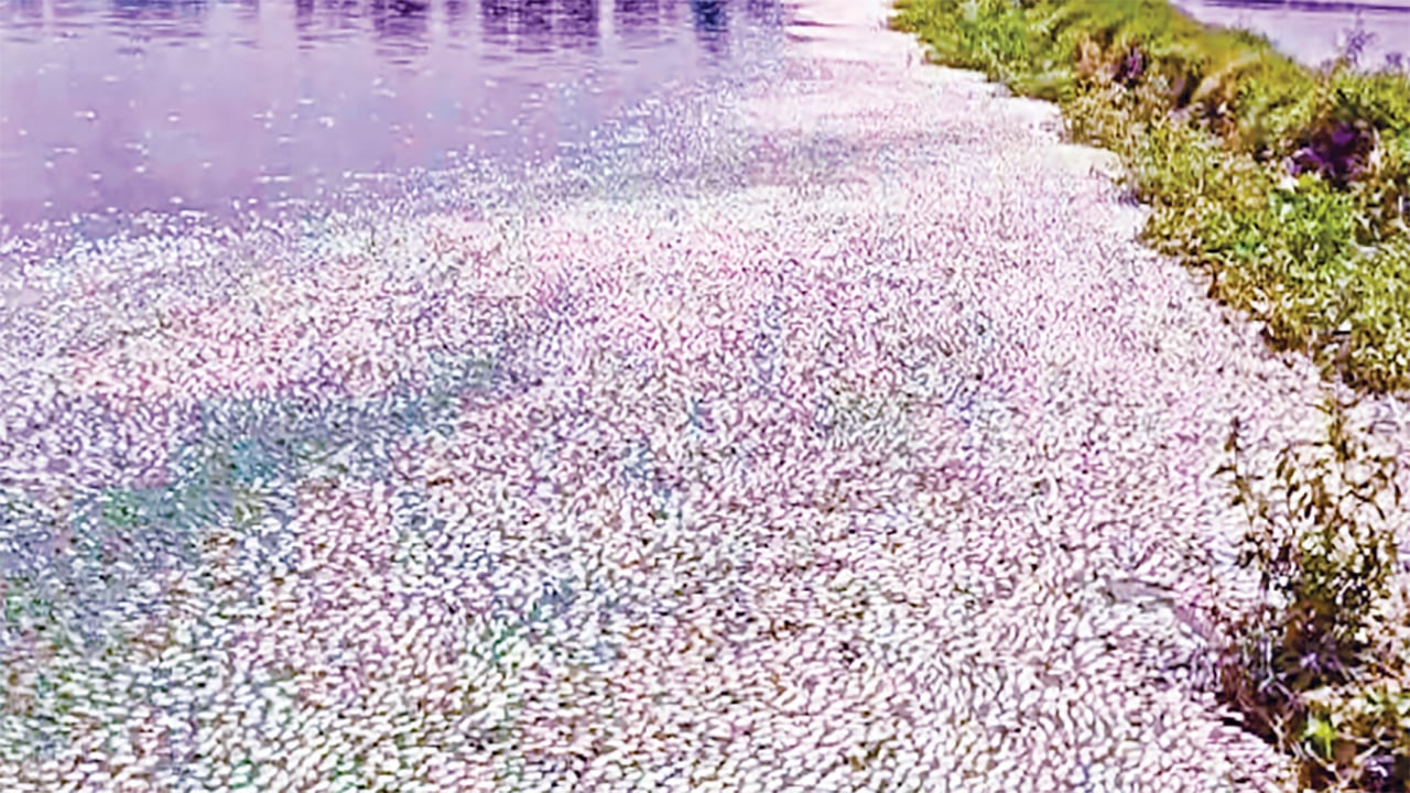 লোডশেডিংয়ে ২০-২৫ কোটি টাকার মাছ মারা গেছে 