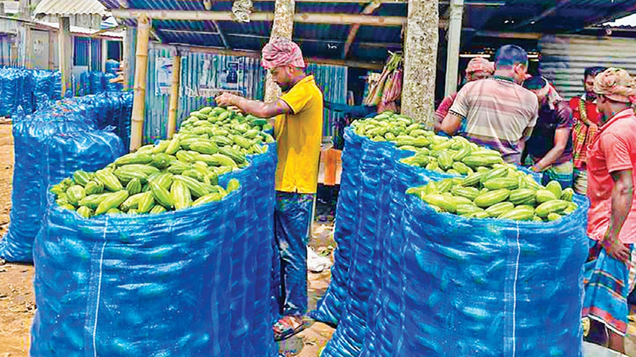 চৌগাছার পটোল যাচ্ছে বিদেশে, ৫০০ কোটি টাকা বিক্রির সম্ভাবনা