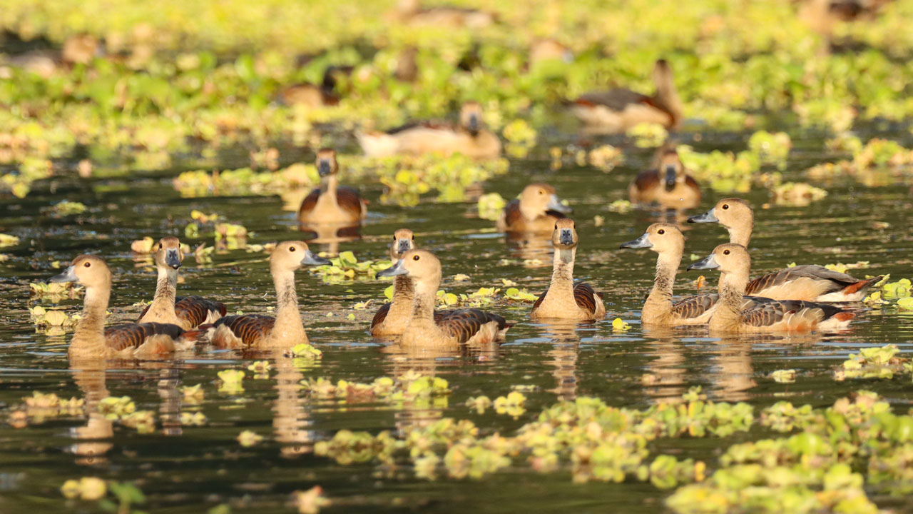 অতিথি পাখির আগমনে মুখরিত জাবি ক্যাম্পাস