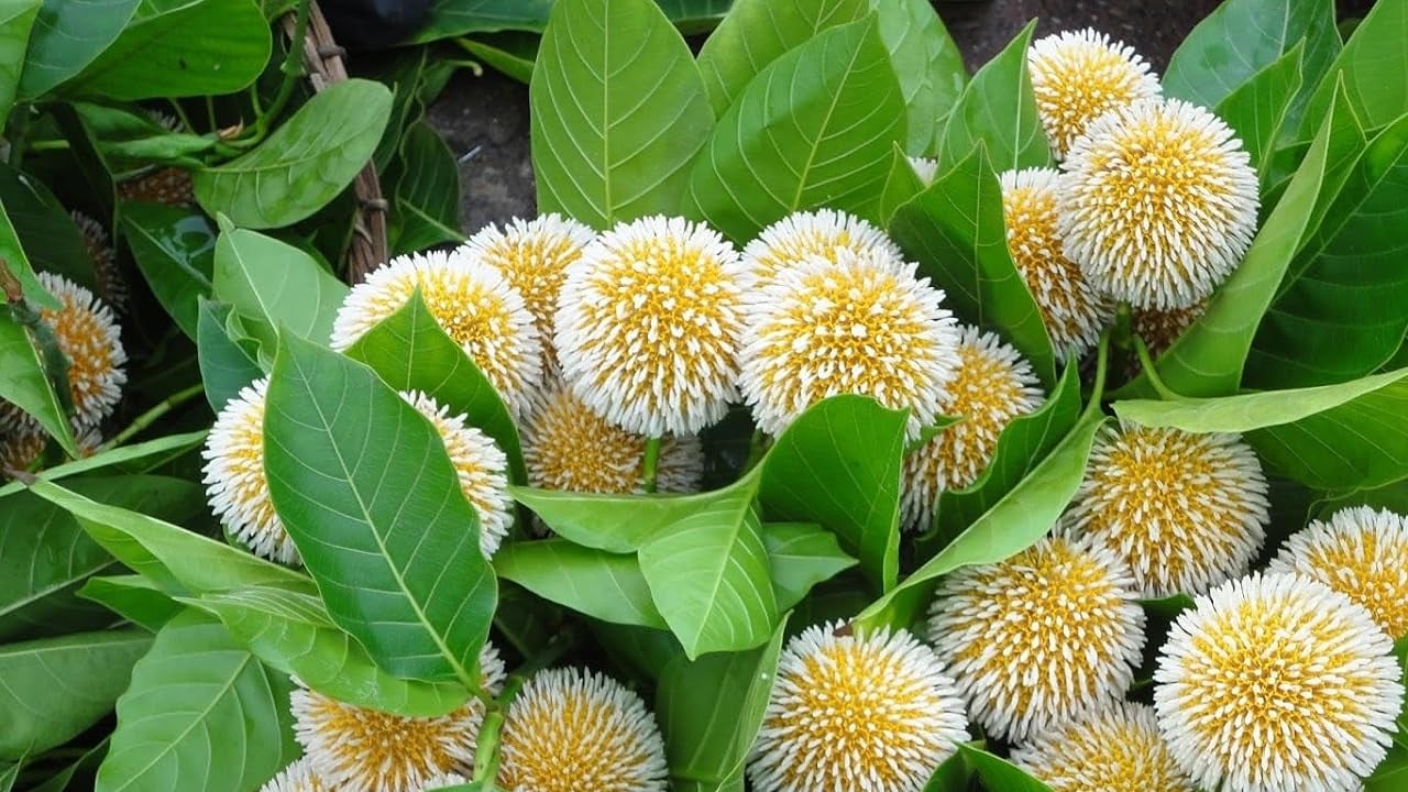 আষাঢ়ের প্রথম দিন আজ, বর্ষার সুরে প্রকৃতি মাতোয়ারা