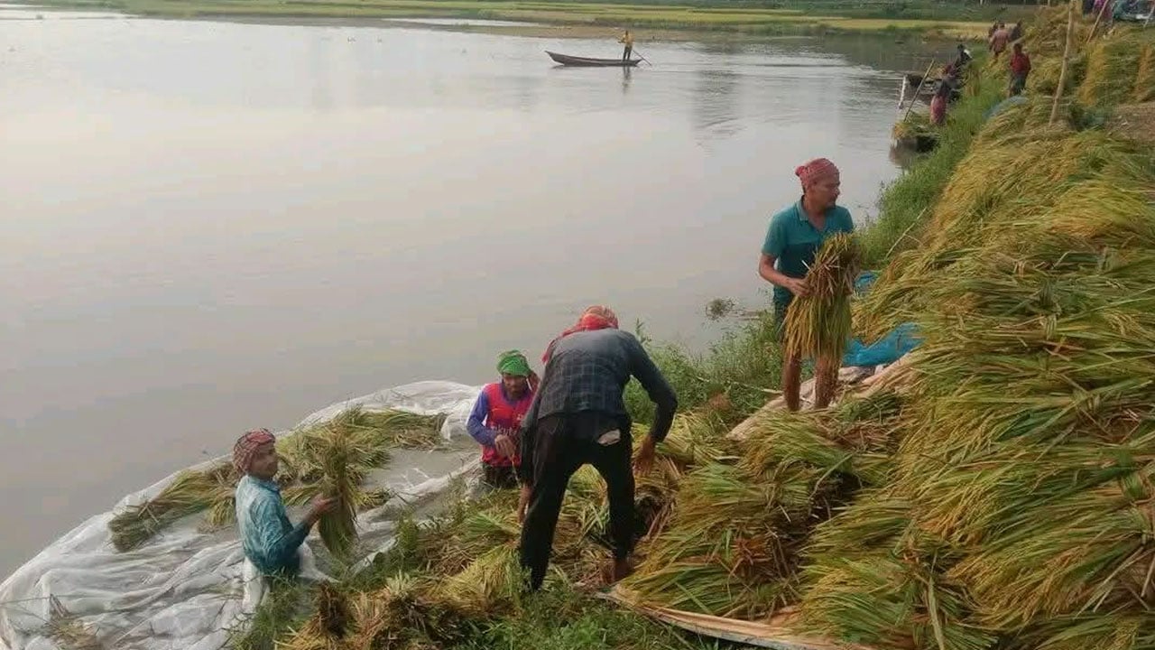 তলিয়ে যাচ্ছে বিস্তীর্ণ ফসলের মাঠ, দিশেহারা কৃষক