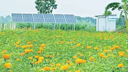 সৌরশক্তিতে সাশ্রয় হচ্ছে সেচ খরচ, বদলে যাচ্ছে কৃষি উৎপাদন