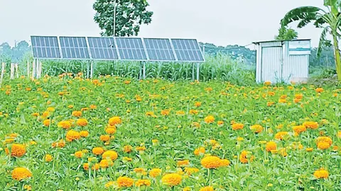 সৌরশক্তিতে সাশ্রয় হচ্ছে সেচ খরচ বদলে যাচ্ছে কৃষি উৎপাদন
