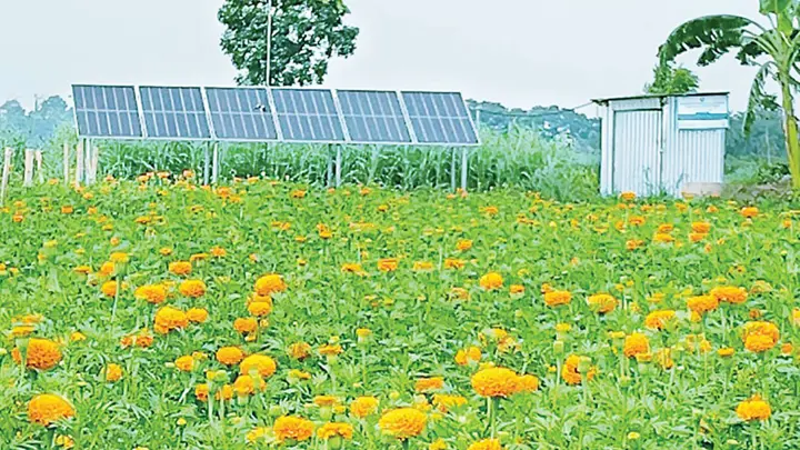 সৌরশক্তিতে সাশ্রয় হচ্ছে সেচ খরচ, বদলে যাচ্ছে কৃষি উৎপাদন