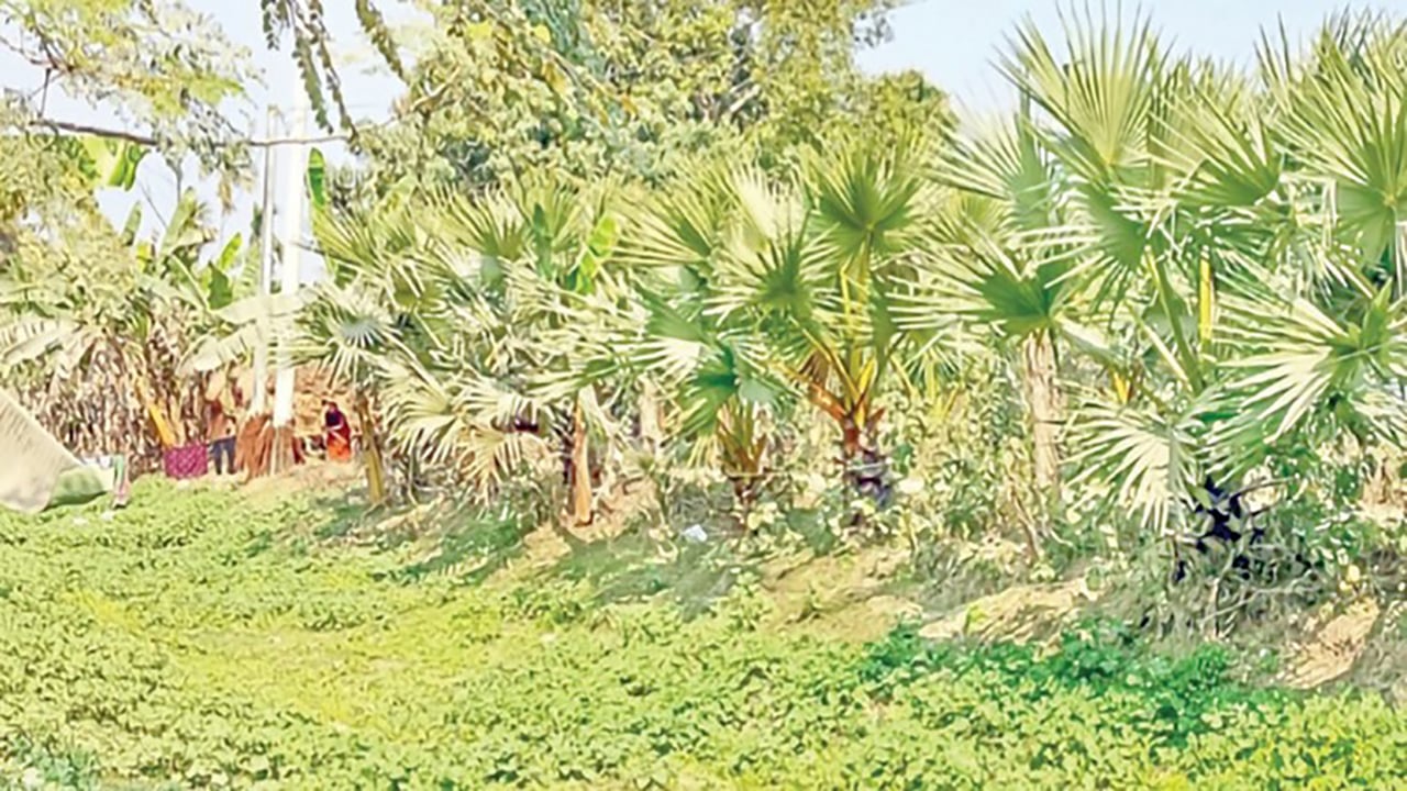 বজ্রপাতরোধী লক্ষাধিক তালগাছ কেটে ফেলার উদ্যোগ শৈলকুপায়