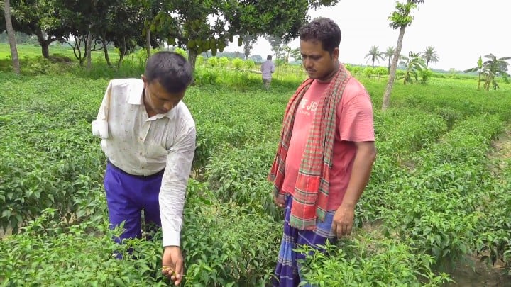 কৃষকের বন্ধু হয়ে উঠছেন প্রতিবন্ধী কৃষি কর্মকর্তা মফিজ