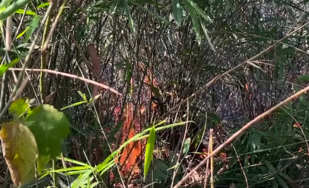 লাউয়াছড়া বনে আগুন