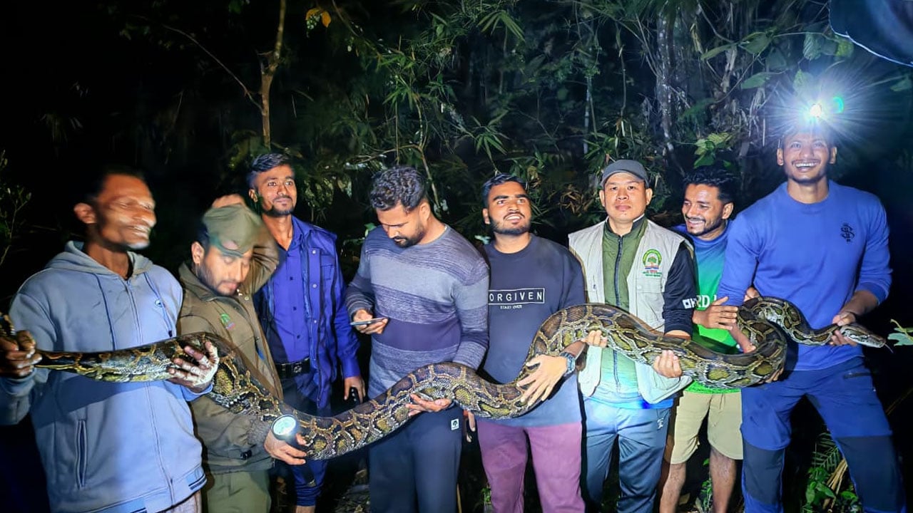 ঘরে ঢুকে মুরগি খেতে এসে ধরা পড়লো ১৪ ফুটের অজগর