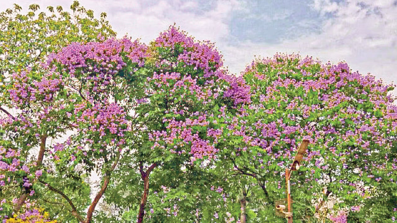 স্বাগত জানাচ্ছে জারুল ফুল