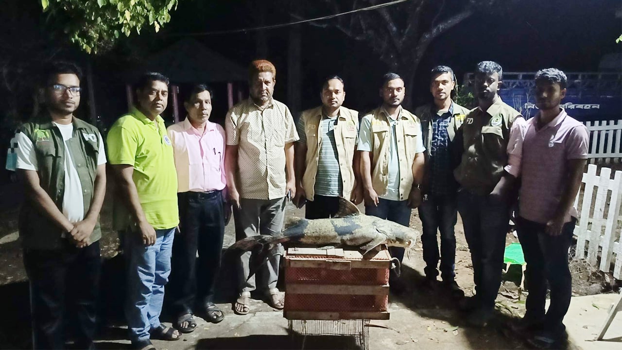 মহাবিপন্ন বাঘাইড় উদ্ধার, রাতে মাটিচাপা বন বিভাগের