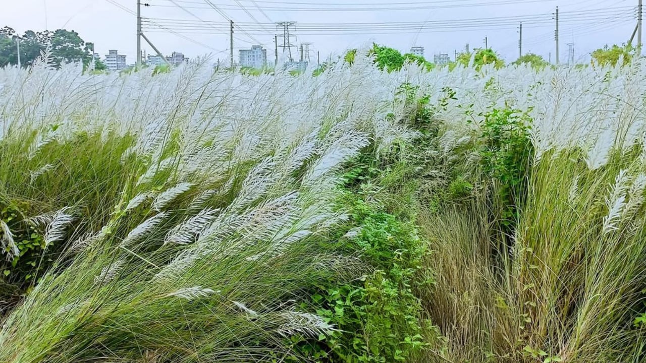 কাশফুলের অরণ্যে