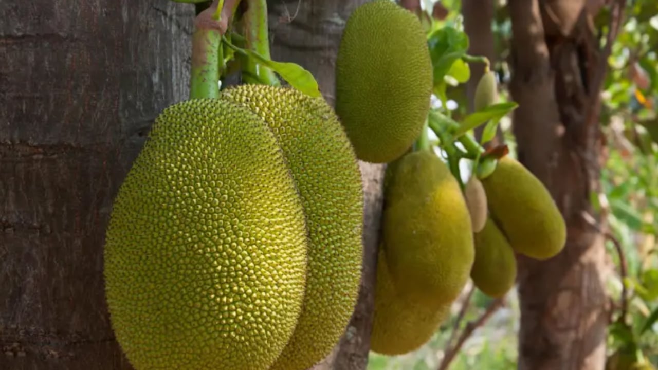 চীন কেন বাংলাদেশ থেকে কাঁঠাল নিতে আগ্রহী