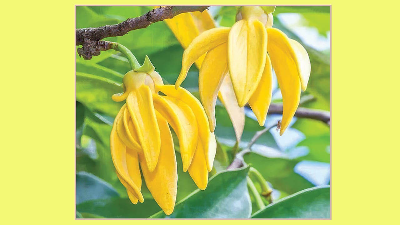 খালেদা জিয়ার লাগানো কাঁঠালিচাঁপার গাছে হাসিনার কোপ