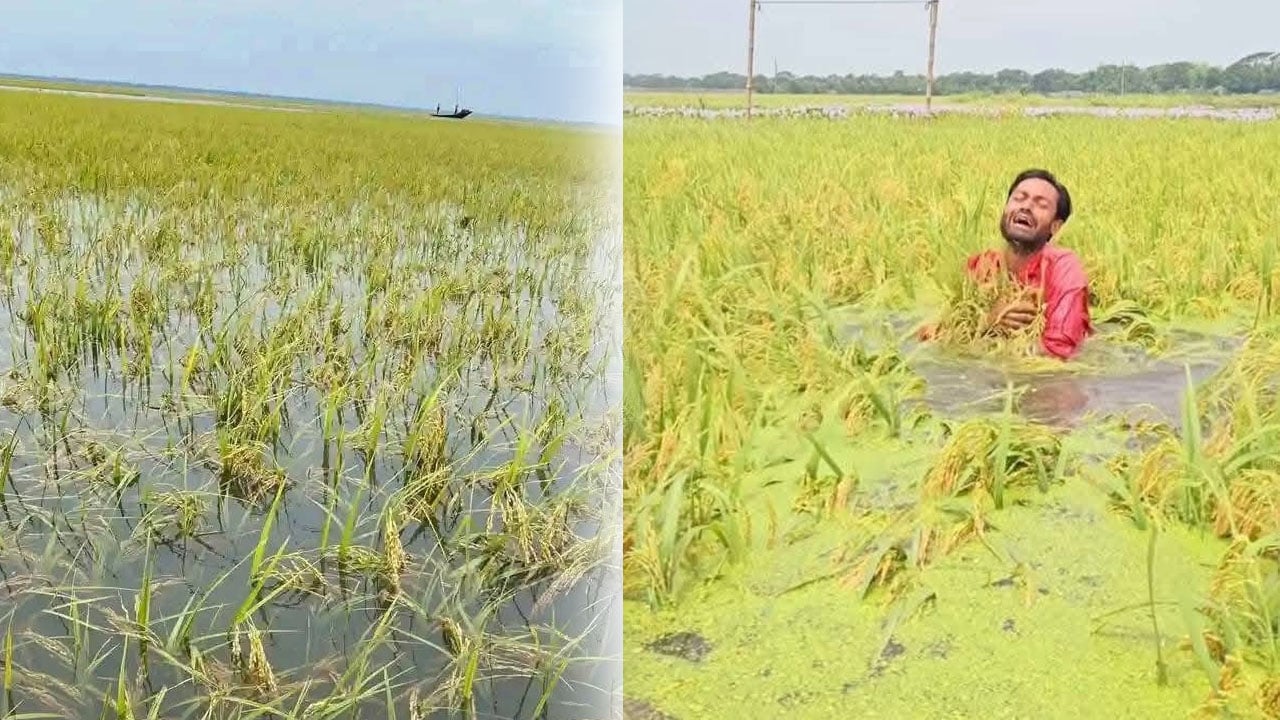 একমাত্র ফসল হারিয়ে চরম অনিশ্চয়তার মুখে কৃষকরা
