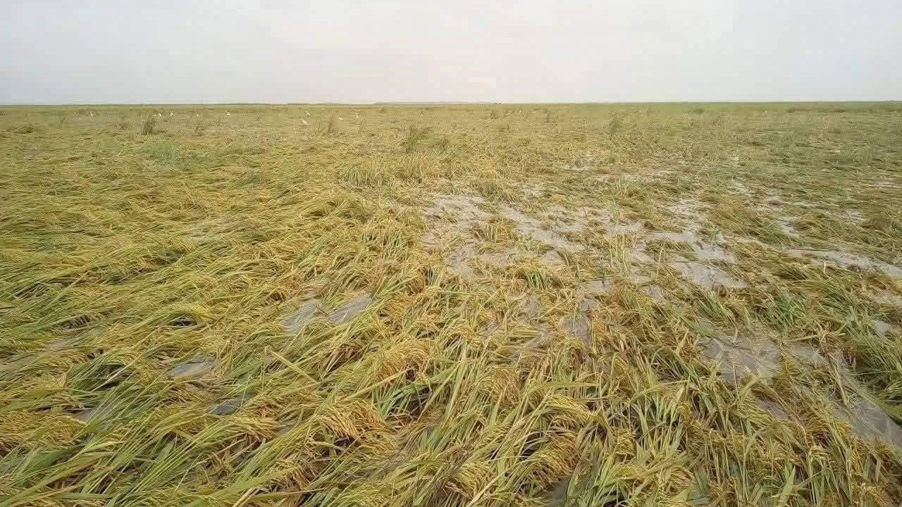 ফসল হারিয়ে চরম অনিশ্চয়তার মুখে কৃষকরা