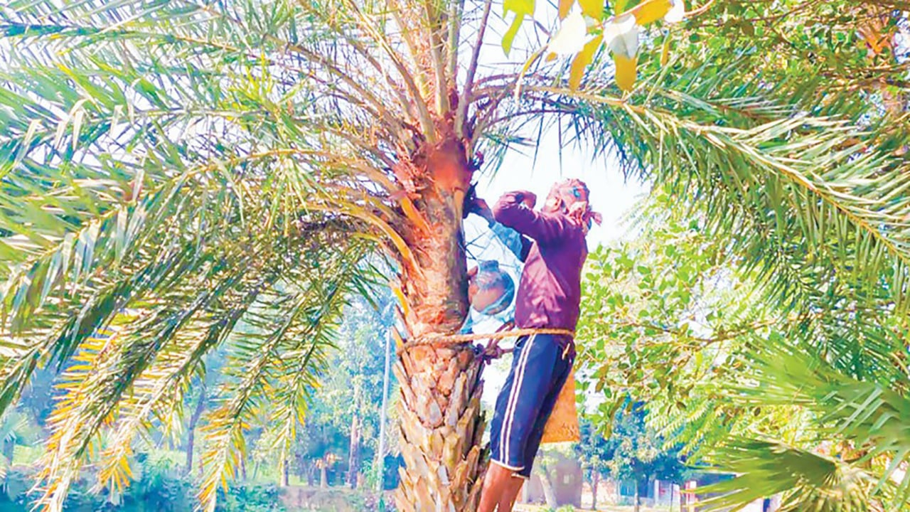 শ্রীপুরে খেজুরের রস সংগ্রহ উৎসব