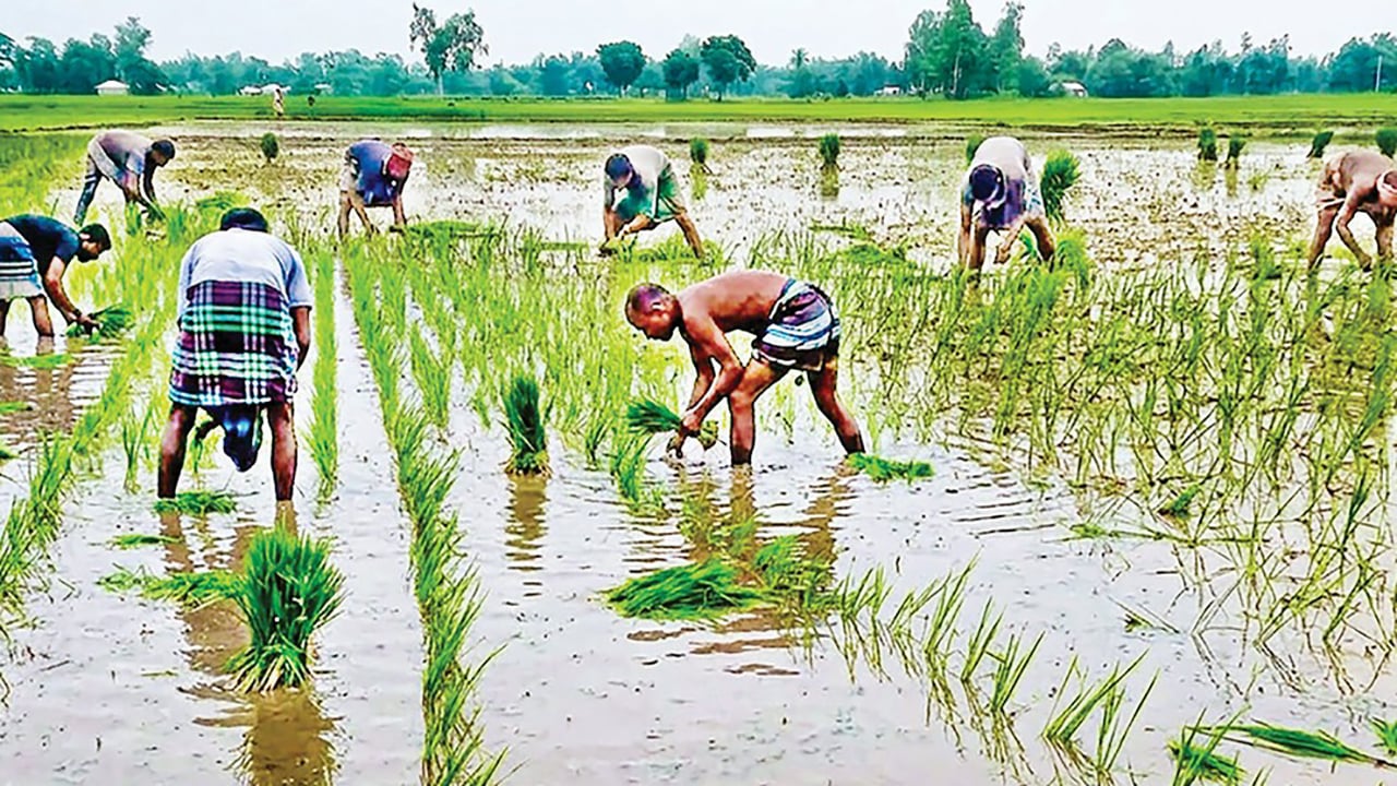 খানসামায় মাঠজুড়ে আমন রোপণের উৎসব