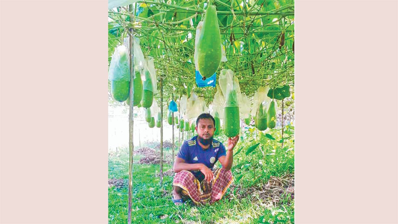 লাউ চাষে কৃষকের ভাগ্যবদল