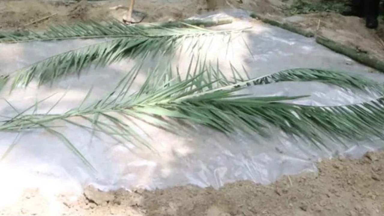 কেন কবরে খেজুরের ডাল দেয়া হয়? যা বলছে ইসলাম