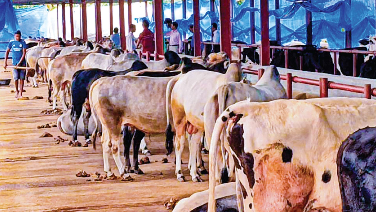 ভারতীয় গরু আসার শঙ্কায় খামারিরা
