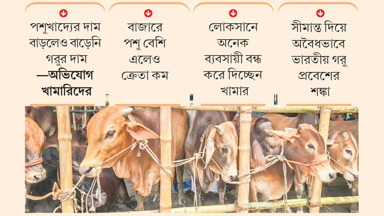 কোরবানির পশুর দাম নিয়ে শঙ্কায় খামারিরা
