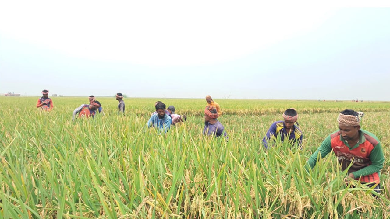 তীব্র জ্বালানি সংকটে হাওরাঞ্চল, ধান কাটা নিয়ে দুশ্চিন্তায় কৃষকরা