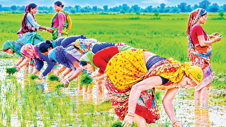 হাওড়ে নারী শ্রমিকের কদর বাড়লেও মজুরিতে বৈষম্য