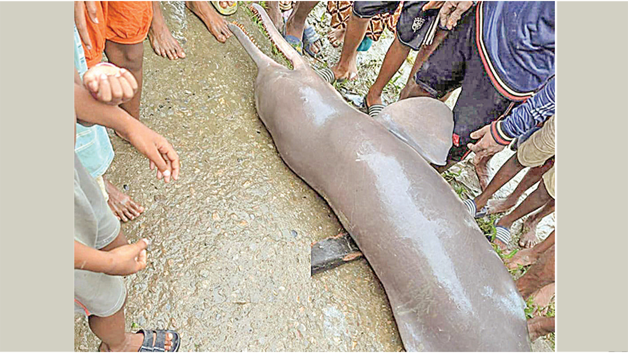 অষ্টগ্রামে বিপন্ন গাঙ্গেয় শুশুক উদ্ধার, কেটে ভাগাভাগি করে নেয় স্থানীয়রা