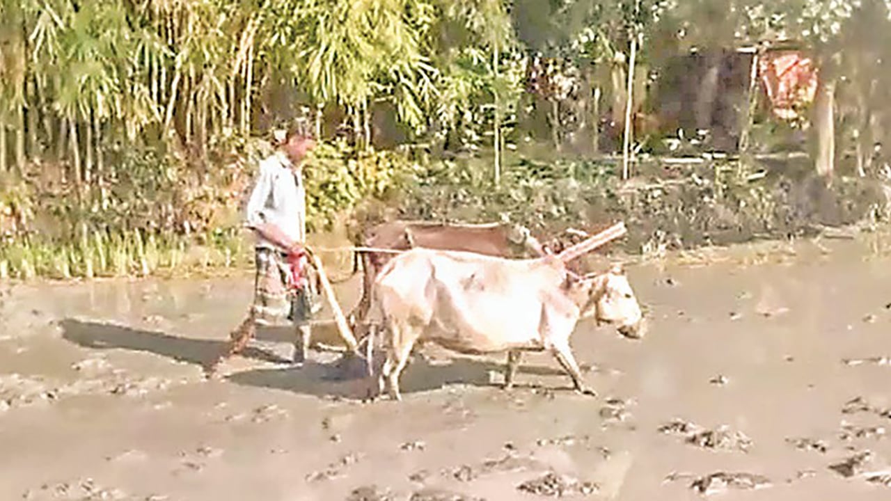 হারিয়ে যাচ্ছে গরু দিয়ে হালচাষ