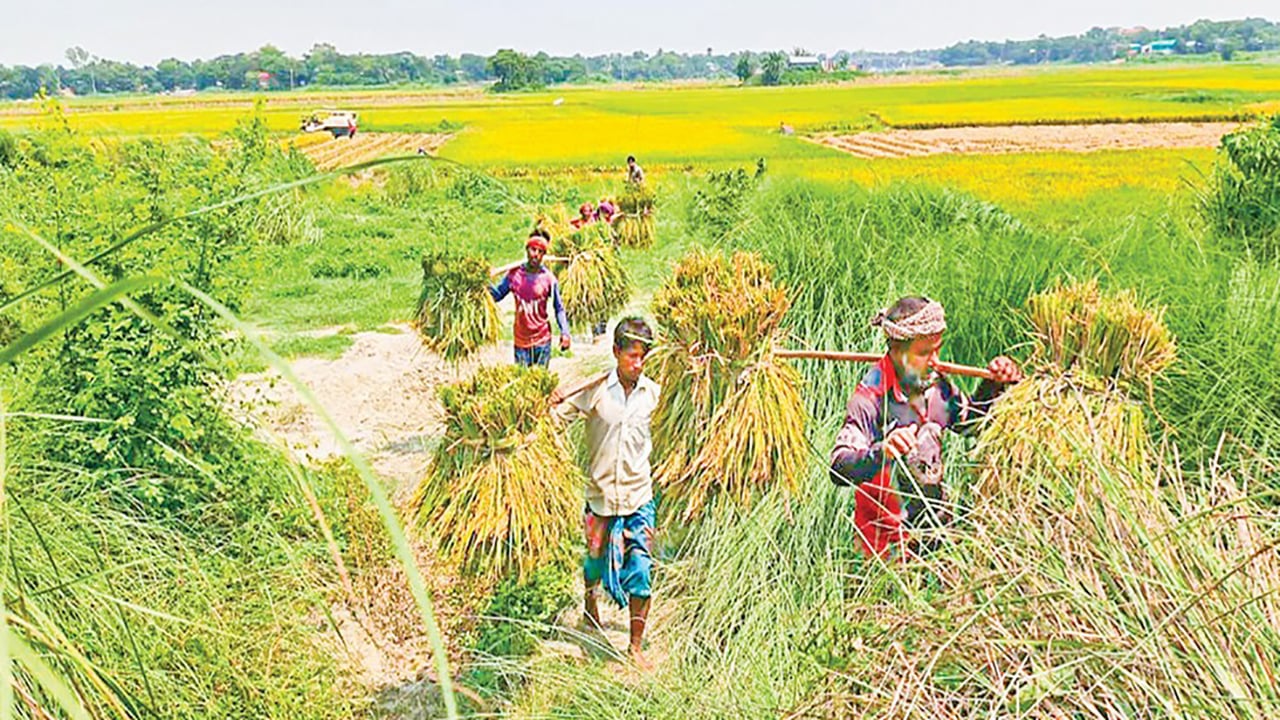 উৎপাদন খরচও উঠছে না কৃষকের
