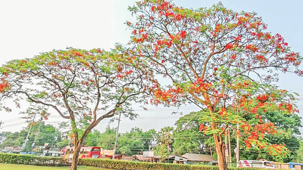 কৃষ্ণচূড়ায় রঙিন কুমিল্লার মহাসড়ক