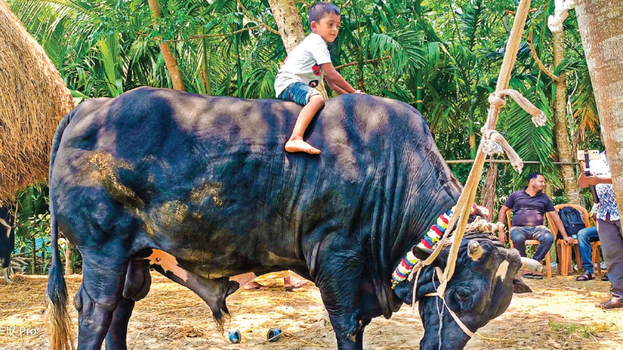 কালো মানিকের দাম হাঁকা হচ্ছে ২২ লাখ টাকা