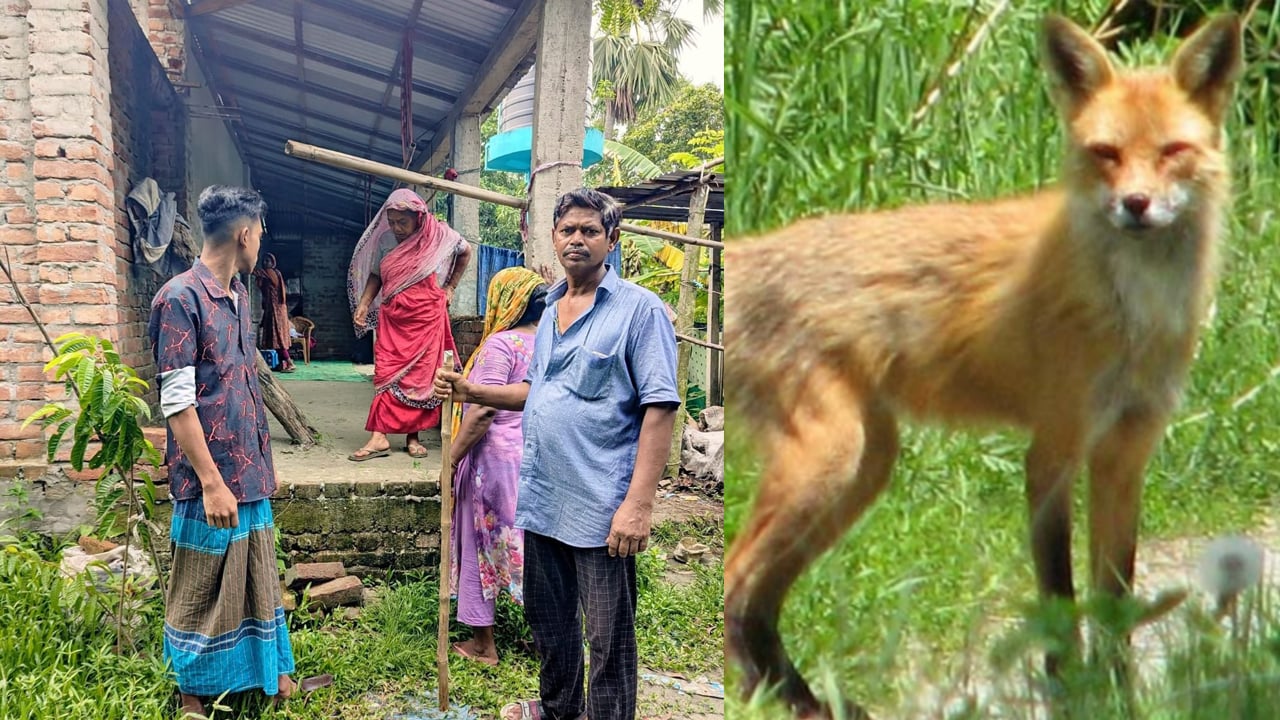 কালিয়াকৈরে এক রাতে শিয়ালের কামড়ে আহত ২০