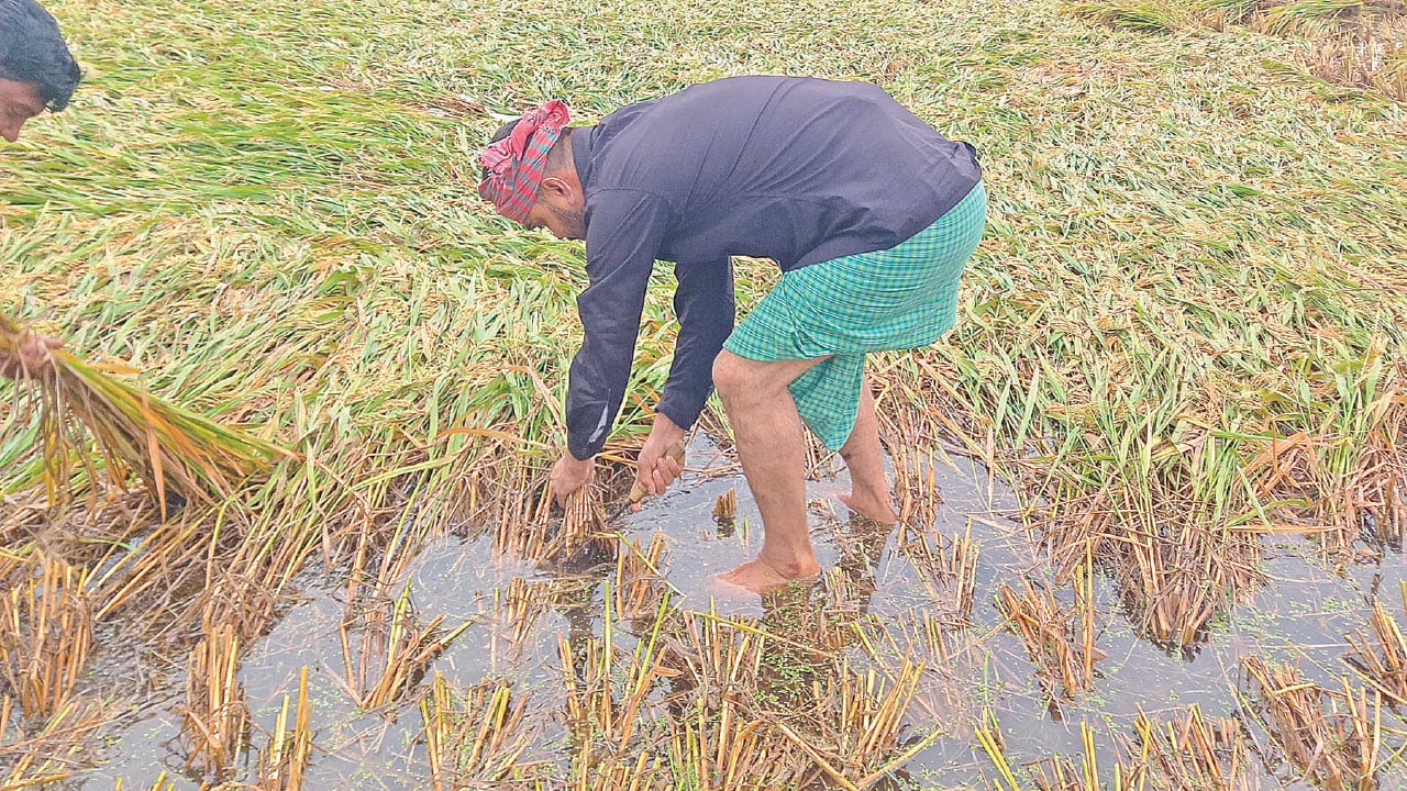 কুমিল্লায় শ্রমিক সংকটে ক্ষেতেই নষ্ট হচ্ছে পাকা ধান